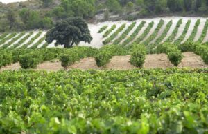 Vinos De madrid - vinmarker omkring Madrid