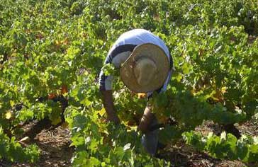 forbedringer i vinmarkerne